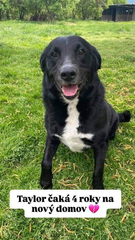 šťastný čierny labrador v rodine
