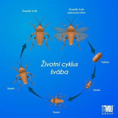 Infografika: Životný cyklus mušky domácej
