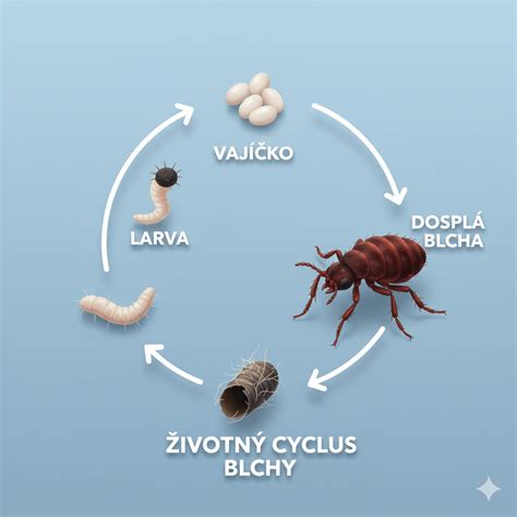 Ilustrácia životného cyklu kliešťa a blchy