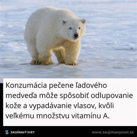 Infografika: anatomické a fyziologické znaky ľadového medveďa