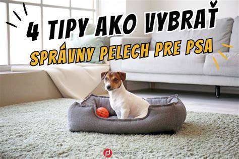Infografika: Ako vybrať správny pelech pre psa (kroky a tipy)