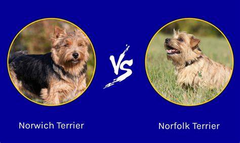Infografika: Porovnanie Norwich a Norfolk teriéra (uši vzpriamené vs. sklopené)