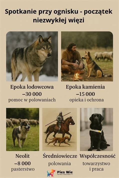 Infografika: Vzťah psa a človeka počas čítacích večerov