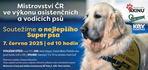 Informačná infografika o výcviku a socializácii labradora