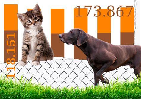 Infografika o poznávacích signáloch psov a mačiek pri zoznamovaní