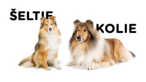 Infografika: Porovnanie veľkosti šeltie a kolie