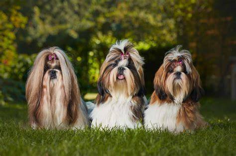 Video ukazujúce správnu techniku česania shih-tzu