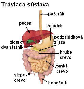Infografika: Základné orgány tráviacej sústavy psa