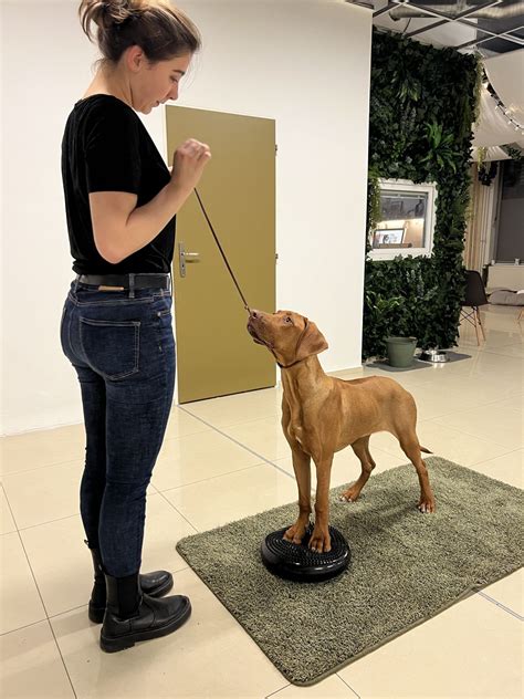 Pes na výstavnom kruhu