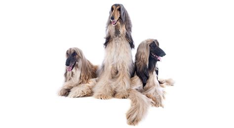 dlhosrstý pes v procese kúpania