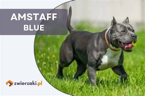 Modrý Amstaff: svalnatá postava, krátka srsť a čisté línie