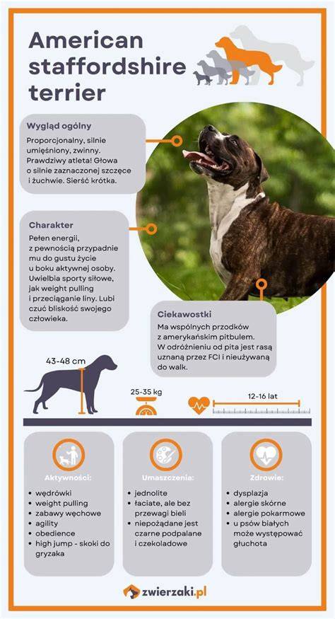 Infografika odporúčaných aktivít pre AmStaff