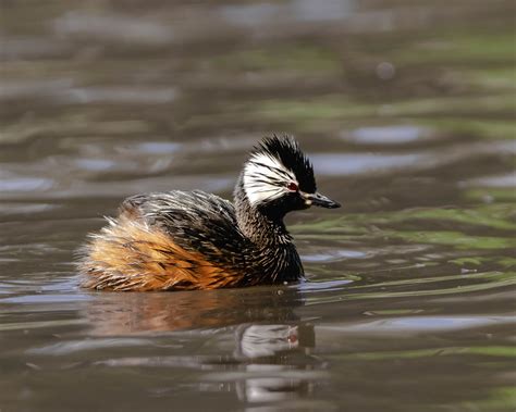 História pudla a jeho využitie ako poľovného psa na vodné vtáctvo