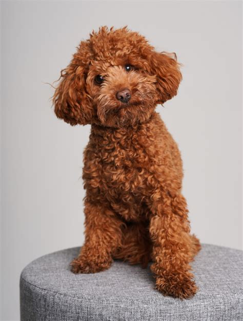 Anatomická stavba pudla