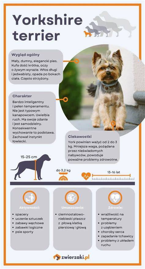infografika_yorkshire_terrier_historia.jpg