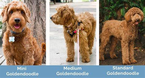 Goldendoodle: vzhľad a variácie srsti