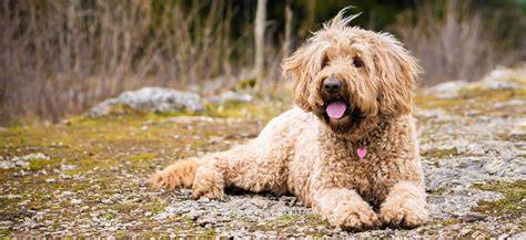 Správna údržba srsti Goldendoodle