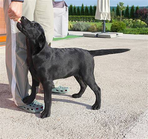 Infografika: Ako sa starajú o šteniatka Labradora - očkovanie, odčervenie, čipovanie a PP
