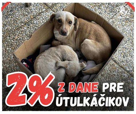 stará fenka v útulku dostáva starostlivosť