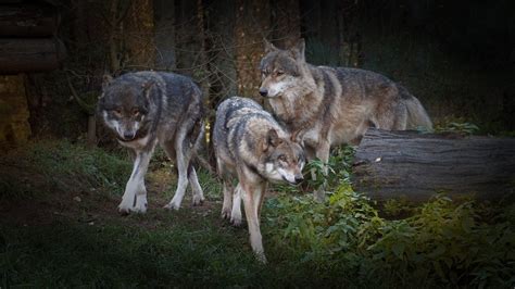 Sociálna hierarchia vo svorke vlkov