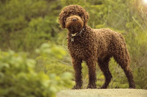 Pes plemena Lagotto Romagnolo pri práci