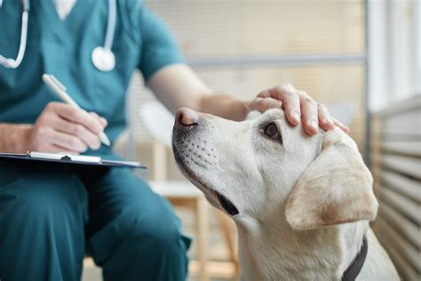 veterinár vyšetrovanie psa, infúzia