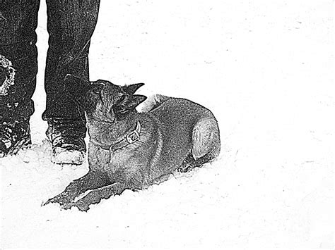 Ilustrácia psa idúceho pri nohe majiteľa