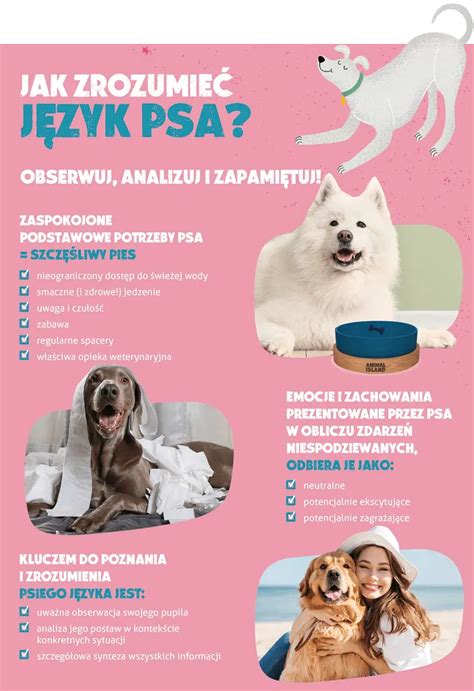 Štýlová infografika s krokmi výcviku psa