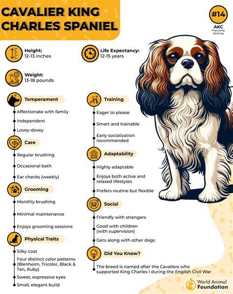 Infografika: Zdravotné riziká spojené s Cavalier King Charles španielom a krížencami