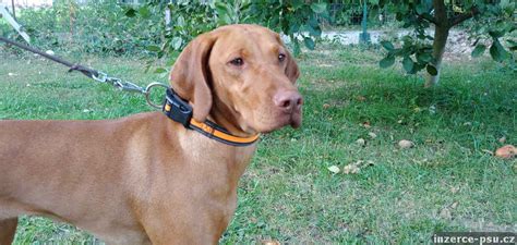 Historické vyobrazení maďarského ohaře