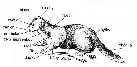 Detailní popis stavby těla maďarského ohaře