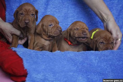 Maďarský ohař hrající si s dětmi