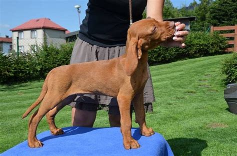 Roztomilé štěně maďarského ohaře