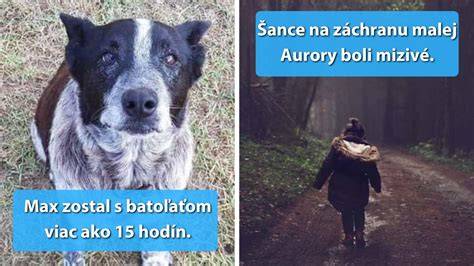 Infografika: Príbehy priateľstva medzi líškou a psom a ich dopad na vnútorné hodnoty