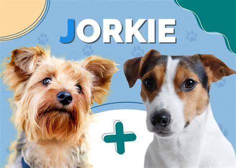 Infografika: Základné rozdiely Jack Russell a Yorkie Russell