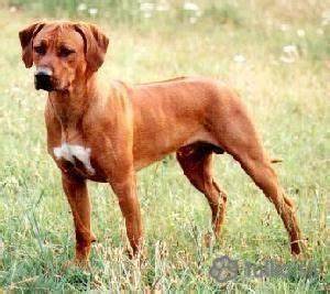 Rodézsky ridgeback - vizuálny profil plemena