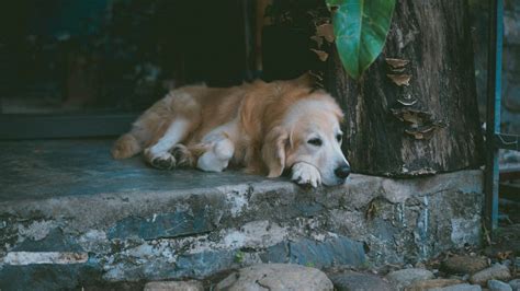 Pes s viditeľnými príznakmi únavy a apatie