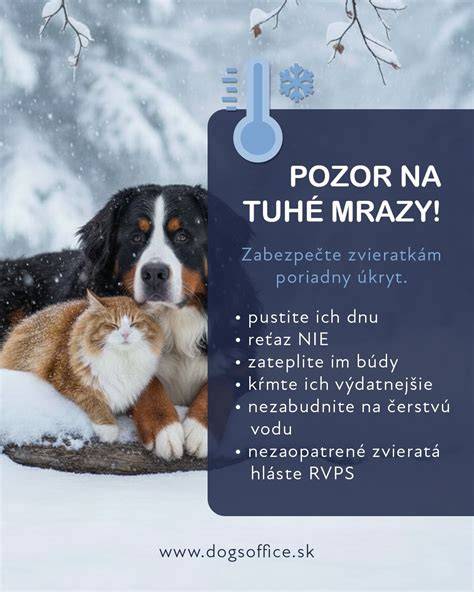 Infografika: Rozmery a typy pelechov (IGLU, matrace, klietky, domčeky)