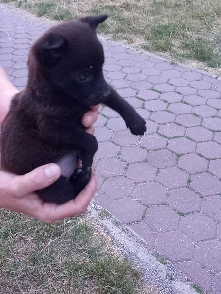 Šteniatko Pražského križika v hračkách