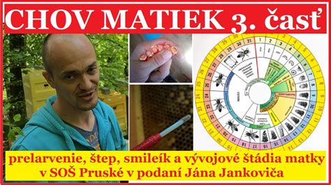 Vývojové štádia šteniatka