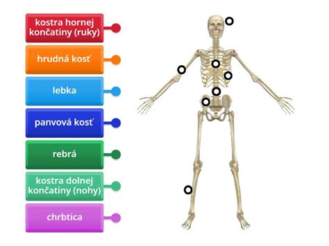 Infografika: Základná kostra psa: hlava-krk-trup, chvost a končatiny