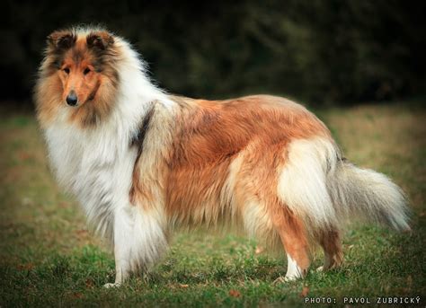 Štandardný vzhľad dlhosrstej kólie