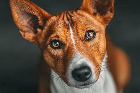 Infografika: Basenji - kľúčové charakteristiky, temperament a starostlivosť