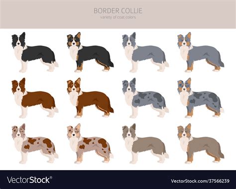 border-collie-colour-patterns