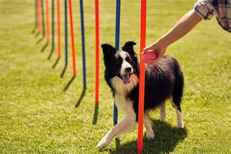 border-collie-dog-training