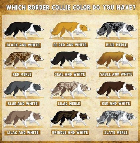 border-collie-colour-variants