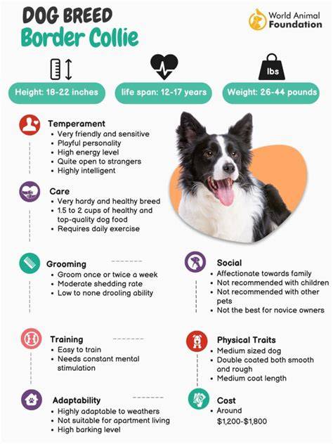 border-collie-health-checklist