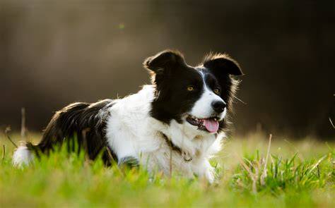 border-collie-care