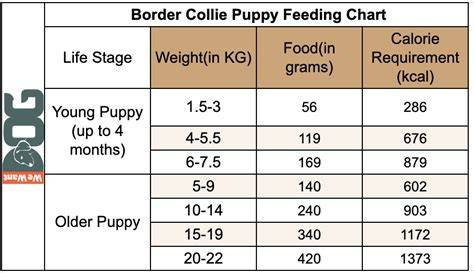 border-collie-diet-chart
