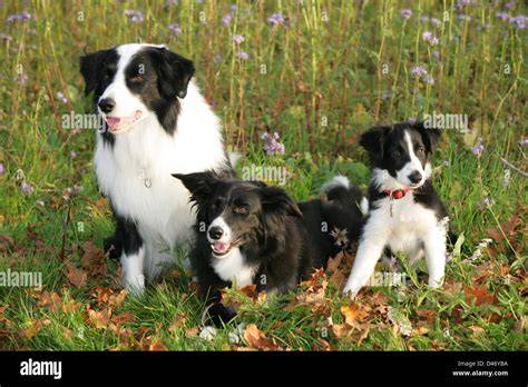 border-collie-family-activity